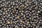 Beluga Linsen schwarz BIO 5 kg