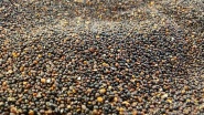 Quinoa schwarz, 25kg BIO Davert 