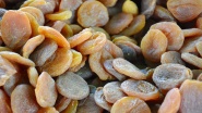 Aprikosen BIO süß ganz 2,5 kg Rohkostqualität 