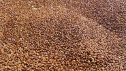Quinoa rot, 5kg BIO Davert 