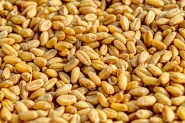 Einkorn BIO 10 kg 