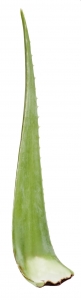 Aloe Vera Pflanzenblatt 