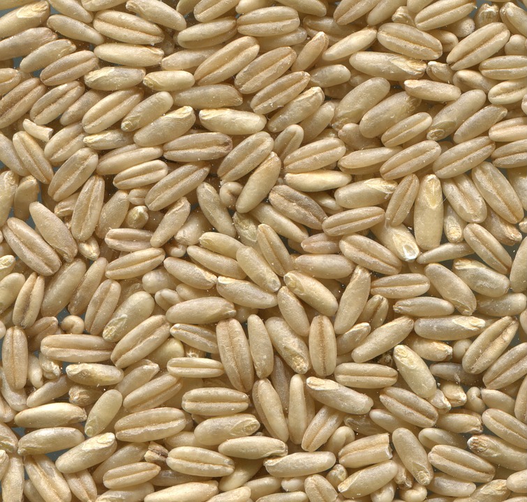 Hafer 25kg Korn 0,40€/Kg eigen Ernte 2019 naturbelassen nicht gereinigt daboshop 